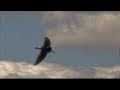 Flight of a Glossy Ibis