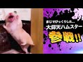 激やばアニマル全員参戦!!part31