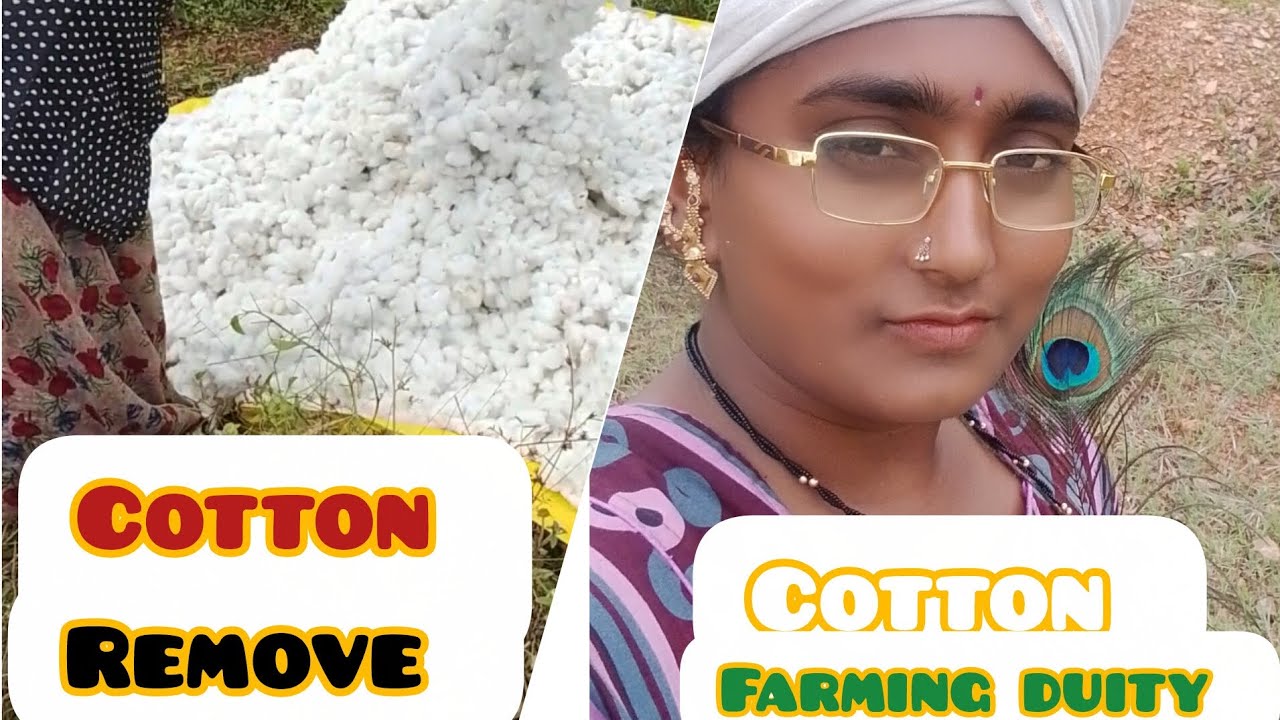 Cotton farming duity # cross cotton fabric seeds #cottoncultivation #dress meterial cotton