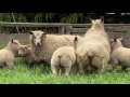 Charollais Sheep Genetics in a Suffolk Stud