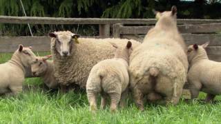 Charollais Sheep Genetics in a Suffolk Stud