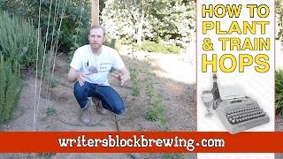 How To: Plant & Train Hops - Tutorial