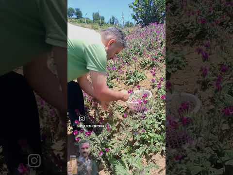 دمنوش گل گاوزبان و عسلبه عنوان یه آرامش بخش استفاده بشهکسایی ک مشکل کبدی دارن استفاده نکنند