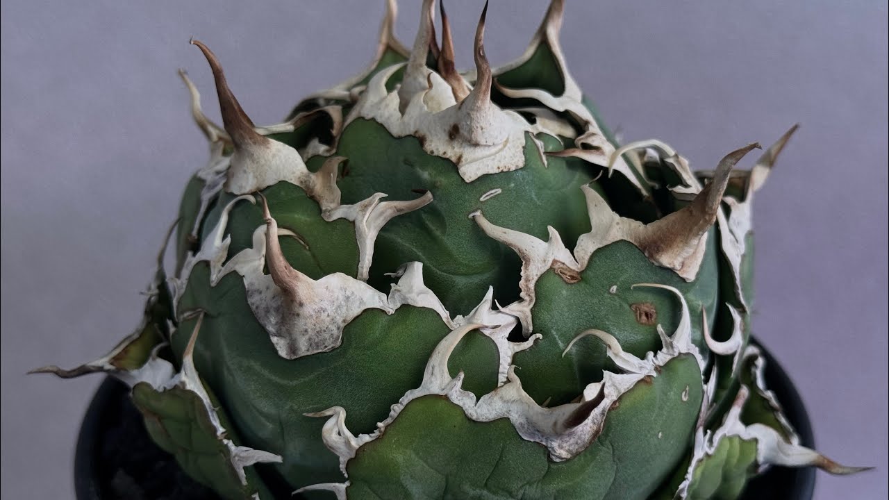 アガベ・チタノタ白鯨（ボールタイプ）中-094｜agave titanota white wh