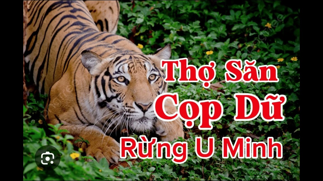 THỢ SĂN CỌP DỮ RỪNG MINH | Lê Anh diễn đọc