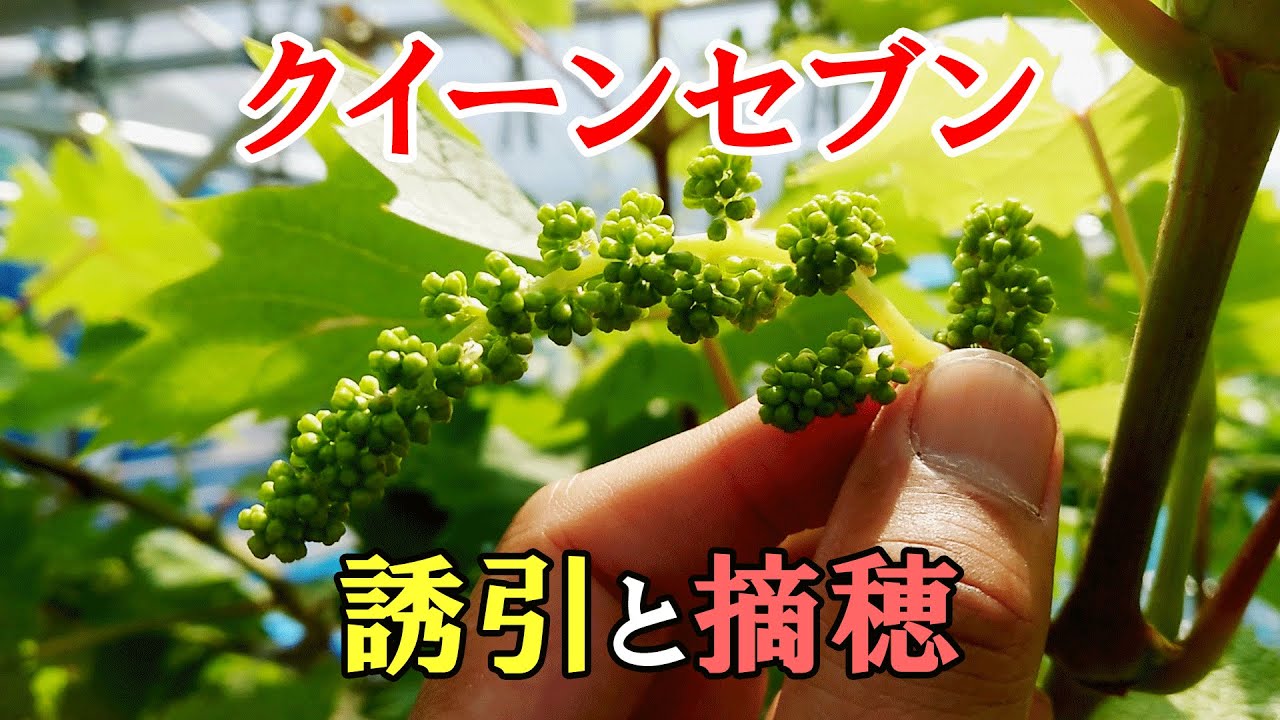 葡萄の枝 Queen Seven - Branch training and pinching, removal of vines - YouTube