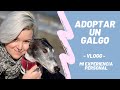 - CÓMO ADOPTAR UN GALGO - Mi experiencia personal con mi galgo: BACO. 🐶🥰