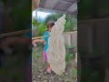 kakek makan anggur ikan #shorts #funny #comedy #trending #subscribe