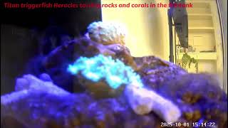 Titan triggerfish can’t leave my rocks alone!!!
