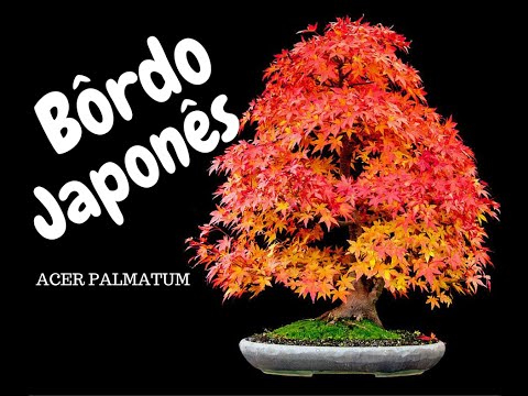 Vídeo: Plantando uma árvore de bordo japonês: dicas sobre como cultivar e cuidar de bordos japoneses