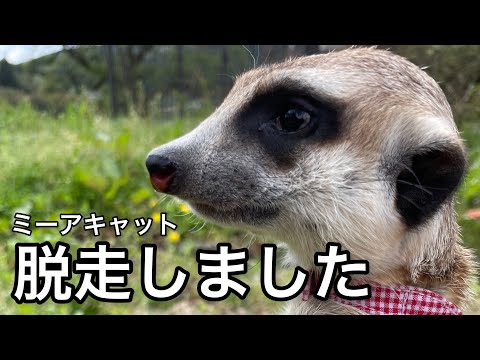 ミーアキャットさん hqdefault.jpg