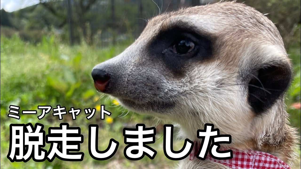 ミーアキャットが脱走！どこで何をしていたか判明したのでお話しします