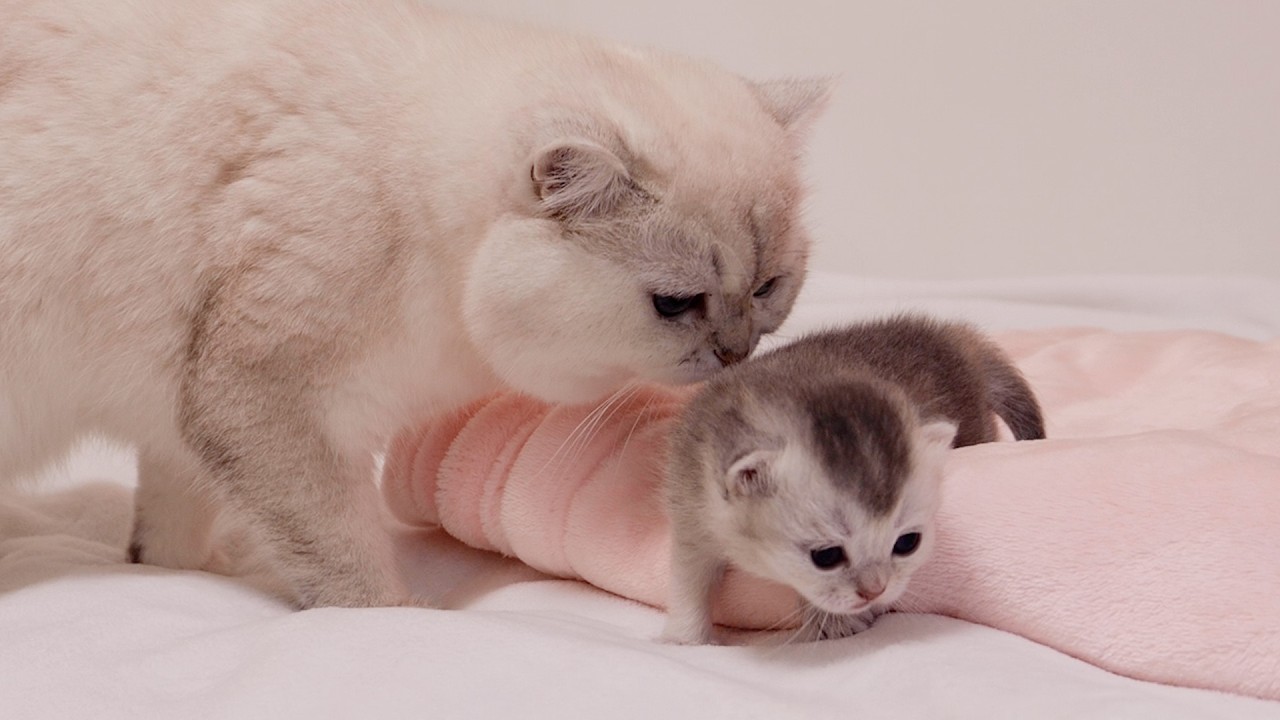 Милый кот-папа беспокоится, что котенок может упасть с кровати.