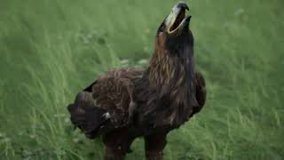 Golden Eagle Unreal Engine 5 screenshot 2