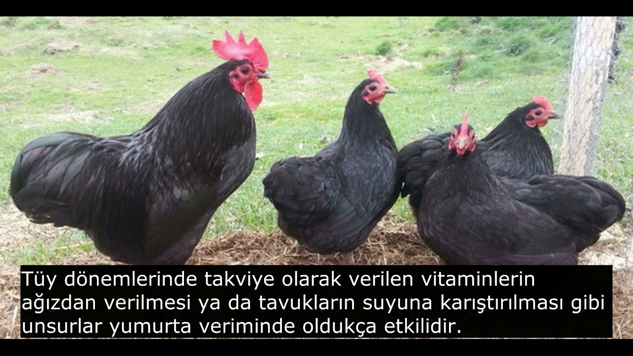 Australorp Tavuğu Ve Özellikleri