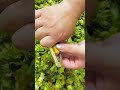 Fresh Green-Skin Large Hazelnuts | Natural Shell Hazelnuts from Northeast China