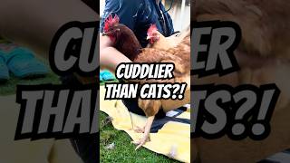 Cuddlier Than Cats? My Chickens All Pile On At The Same Time Omg