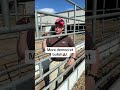BULL #maga #healthandfitness #rasner4wy #rasner4wy #makeamericagreatagain