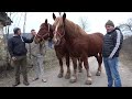 Caii lui Ali de la Badesti, Cluj - 2024 Nou!!!