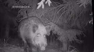 Wild boars on trail cam | Boar takes down the camera | Šernai