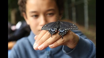 Butterfly breeding: Butterflies can thank this young breeder