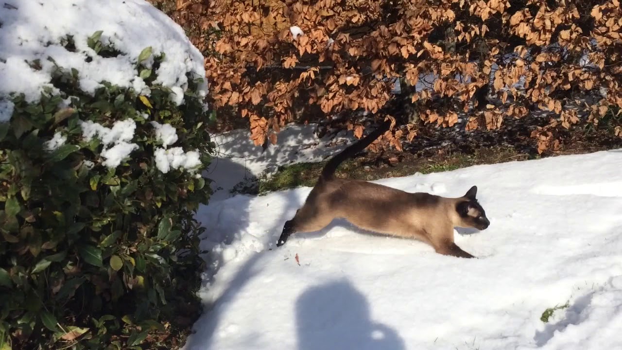 Claudius the cat playing in the snow 2018