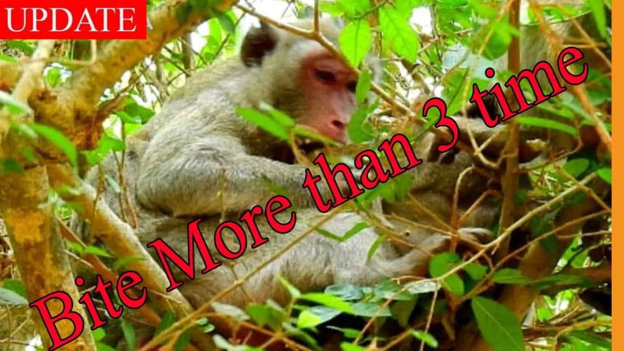 Worse than Hunger !! Jane Want to Wean Janna Bite Her Many time To Stop Her