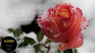 Lo, How a Rose E'er Blooming (with lyrics)