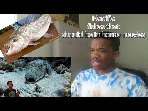 Why These Fish Belong in a Horror Movie More Than Sharks - Casual Geographic (Reaction)