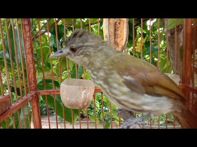 bayeman GACOR ombyokan asli prospek , burung bayeman ombyokan pasti langsung nyaut bunyi class=