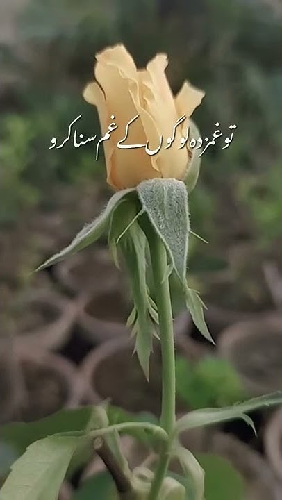 quran-with-urdu-translation-full-quran-with-urdu-translation-para-1-to