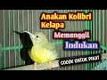 Suara Anakan Kolibri Kelapa Memanggil Indukan Cocok Untuk Pikat