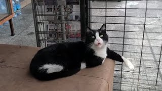 Cute tuxedo cat sitting comfortably on the table with one paw extended down by meow meow 2,871 views 2 days ago 2 minutes, 48 seconds