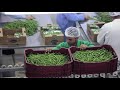 Quality of Egyptian agricultural products