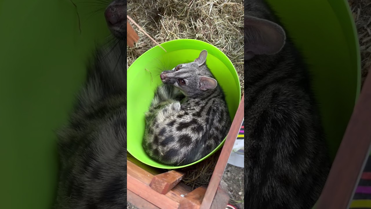 Une genette dans le poulailler