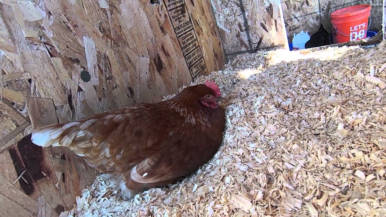 Our Chicken laying Eggs YouTube