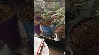 unboxing of Brothers Grim seeds.