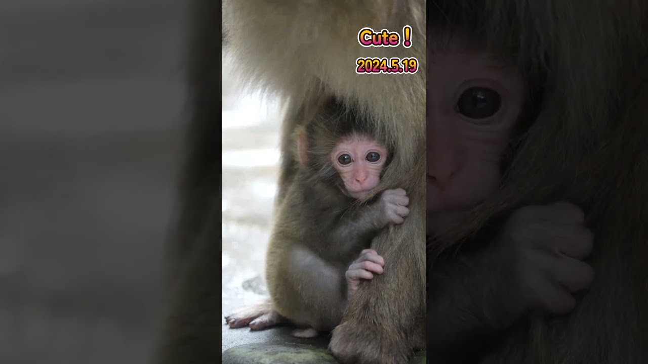 Cute！ 2024.5.19 #monkey #赤ちゃん #shorts - YouTube
