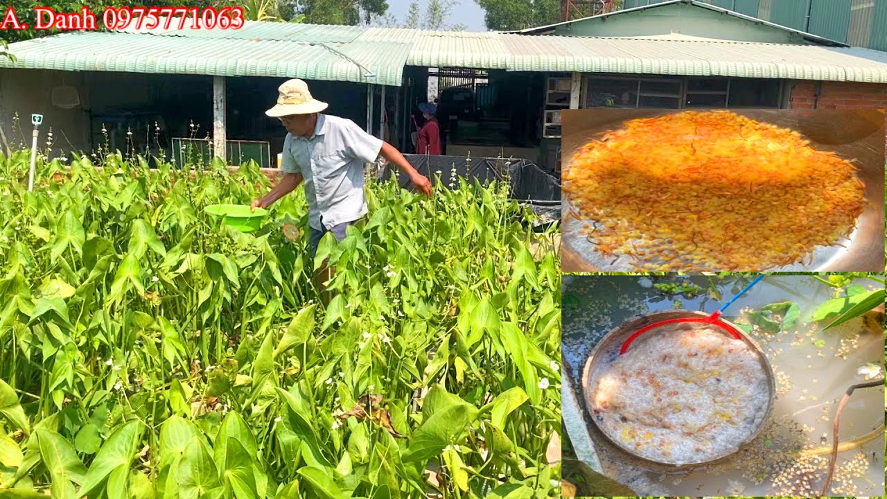 Anh danh thu hoạch trứng lươn, sinh sản khủng khiếp/ chi tiết 2023