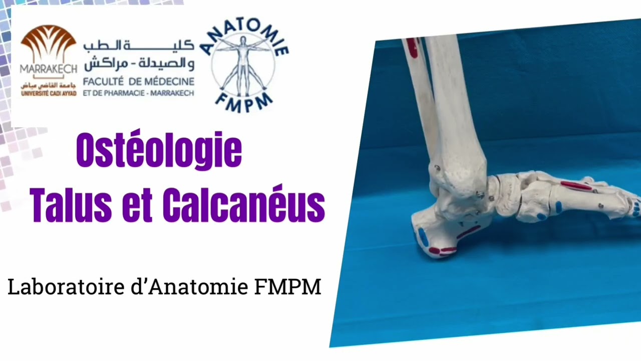 ANATOMIE FMPM - Ostéologie Talus et Calcanéus