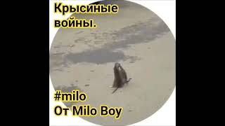 крысиные войны - от Мило Бой - подпишись - #milo