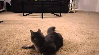 Pippin the cat vs. laser pointer by Pippin LeCat 103 views 9 years ago 2 minutes, 23 seconds