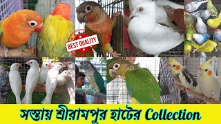 Recent Birds Price Update || Java পাখির দাম খুব বাড়ছে কেন ? Baby & Tame পাখির প্রচুর Collection