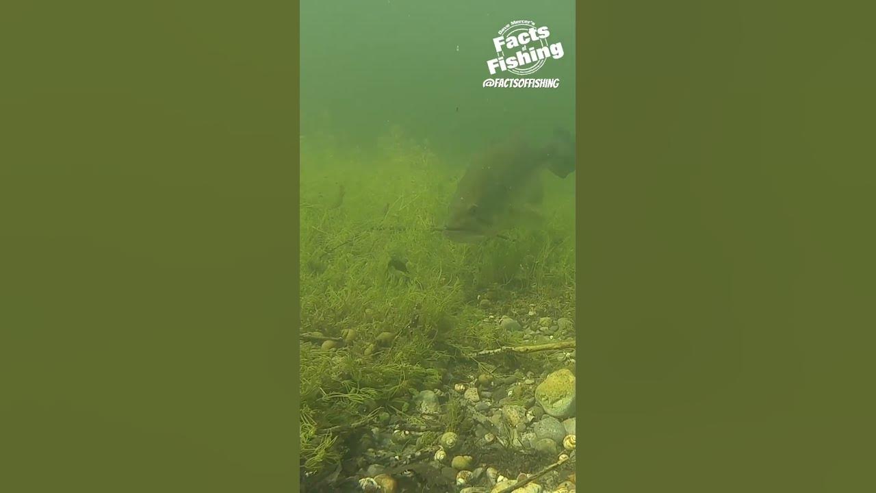 Largemouth Bass Hammers a Shape 108 Craw. shorts YouTube
