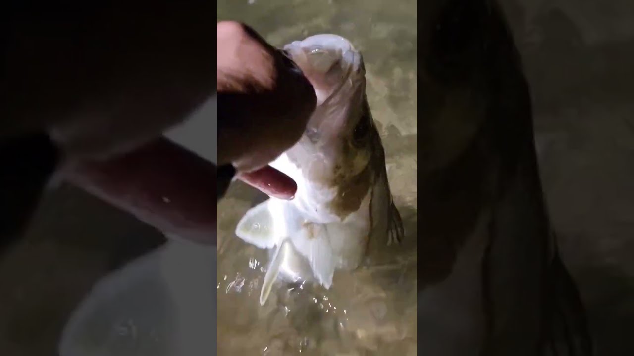 Ultra Light na Pesca em Praia com Camarão Artificial