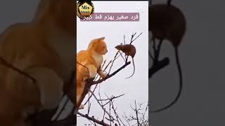 قط وفأر? ?Cat and mouse eternal runner اترك لنا جميل اثرك هنا ???