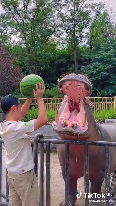 Memberi makan badak di kebun binatang,story wa, story wa kata2 bijak,story wa lagu inggris,storywa
