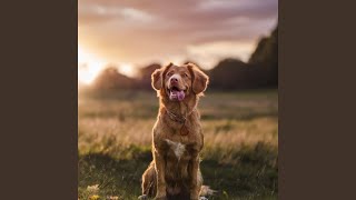 Paws in Lofi Harmony
