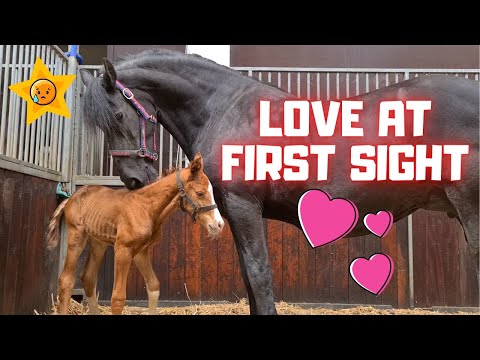 Video: Friesian Horse Irk Hipoalerjenik, Sağlık Ve Ömür