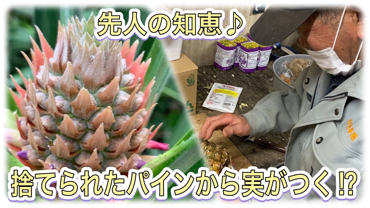 断捨離パイナップル　2個 これぞSDGs！捨てられたパイナップルから再び実をつける！？ - YouTube